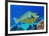 Bluespine unicornfish, Ras Mohammed National Park, Egypt, Red Sea.-Linda Pitkin-Framed Photographic Print