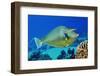 Bluespine unicornfish, Ras Mohammed National Park, Egypt, Red Sea.-Linda Pitkin-Framed Photographic Print