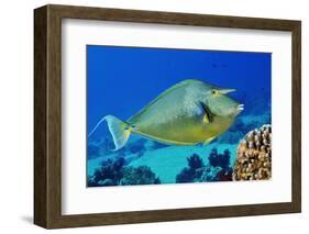 Bluespine unicornfish, Ras Mohammed National Park, Egypt, Red Sea.-Linda Pitkin-Framed Photographic Print