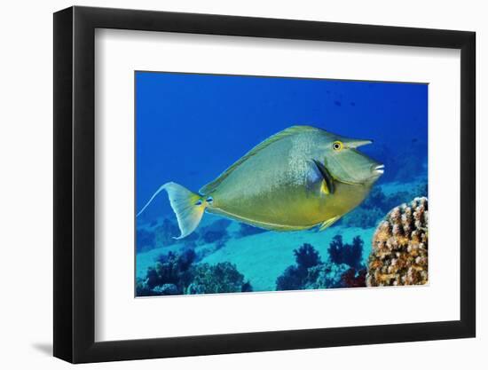 Bluespine unicornfish, Ras Mohammed National Park, Egypt, Red Sea.-Linda Pitkin-Framed Photographic Print