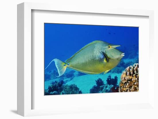 Bluespine unicornfish, Ras Mohammed National Park, Egypt, Red Sea.-Linda Pitkin-Framed Photographic Print