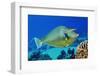 Bluespine unicornfish, Ras Mohammed National Park, Egypt, Red Sea.-Linda Pitkin-Framed Photographic Print