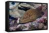 Bluespotted Grouper-Hal Beral-Framed Stretched Canvas