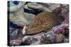 Bluespotted Grouper-Hal Beral-Stretched Canvas