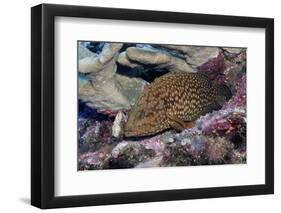 Bluespotted Grouper-Hal Beral-Framed Photographic Print