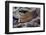 Bluespotted Grouper-Hal Beral-Framed Photographic Print