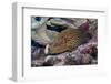 Bluespotted Grouper-Hal Beral-Framed Photographic Print