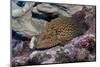 Bluespotted Grouper-Hal Beral-Mounted Photographic Print