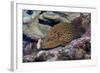 Bluespotted Grouper-Hal Beral-Framed Photographic Print