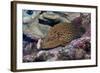 Bluespotted Grouper-Hal Beral-Framed Photographic Print