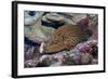 Bluespotted Grouper-Hal Beral-Framed Photographic Print