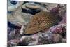 Bluespotted Grouper-Hal Beral-Mounted Photographic Print