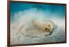 Bluespotted Ribbontail Stingray (Taeniura Lymma)-Reinhard Dirscherl-Framed Photographic Print