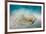 Bluespotted Ribbontail Stingray (Taeniura Lymma)-Reinhard Dirscherl-Framed Photographic Print