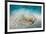 Bluespotted Ribbontail Stingray (Taeniura Lymma)-Reinhard Dirscherl-Framed Photographic Print