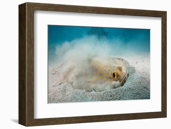 Bluespotted Ribbontail Stingray (Taeniura Lymma)-Reinhard Dirscherl-Framed Photographic Print