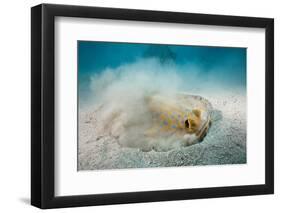 Bluespotted Ribbontail Stingray (Taeniura Lymma)-Reinhard Dirscherl-Framed Photographic Print