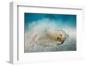 Bluespotted Ribbontail Stingray (Taeniura Lymma)-Reinhard Dirscherl-Framed Photographic Print