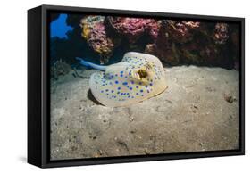 Bluespotted Stingray (Taeniura Lymma), Front Side View, Naama Bay-Mark Doherty-Framed Stretched Canvas