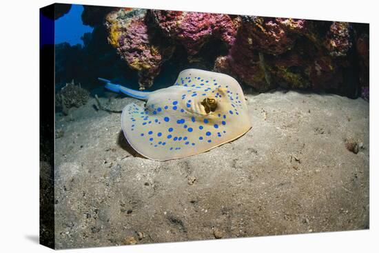 Bluespotted Stingray (Taeniura Lymma), Front Side View, Naama Bay-Mark Doherty-Stretched Canvas