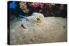 Bluespotted Stingray (Taeniura Lymma), Front Side View, Naama Bay-Mark Doherty-Stretched Canvas