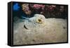 Bluespotted Stingray (Taeniura Lymma), Front Side View, Naama Bay-Mark Doherty-Framed Stretched Canvas