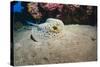 Bluespotted Stingray (Taeniura Lymma), Front Side View, Naama Bay-Mark Doherty-Stretched Canvas