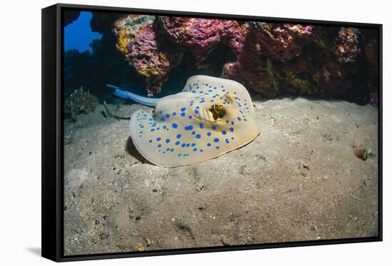 Bluespotted Stingray (Taeniura Lymma), Front Side View, Naama Bay-Mark Doherty-Framed Stretched Canvas