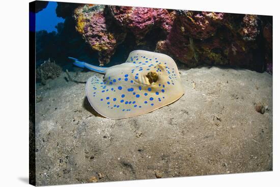 Bluespotted Stingray (Taeniura Lymma), Front Side View, Naama Bay-Mark Doherty-Stretched Canvas