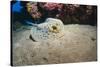 Bluespotted Stingray (Taeniura Lymma), Front Side View, Naama Bay-Mark Doherty-Stretched Canvas