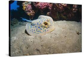 Bluespotted Stingray (Taeniura Lymma), Front Side View, Naama Bay-Mark Doherty-Stretched Canvas