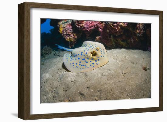 Bluespotted Stingray (Taeniura Lymma), Front Side View, Naama Bay-Mark Doherty-Framed Photographic Print