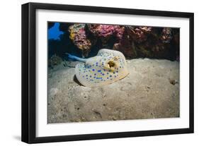 Bluespotted Stingray (Taeniura Lymma), Front Side View, Naama Bay-Mark Doherty-Framed Photographic Print