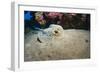 Bluespotted Stingray (Taeniura Lymma), Front Side View, Naama Bay-Mark Doherty-Framed Photographic Print