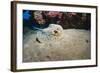 Bluespotted Stingray (Taeniura Lymma), Front Side View, Naama Bay-Mark Doherty-Framed Photographic Print