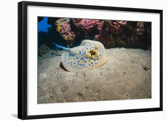 Bluespotted Stingray (Taeniura Lymma), Front Side View, Naama Bay-Mark Doherty-Framed Photographic Print