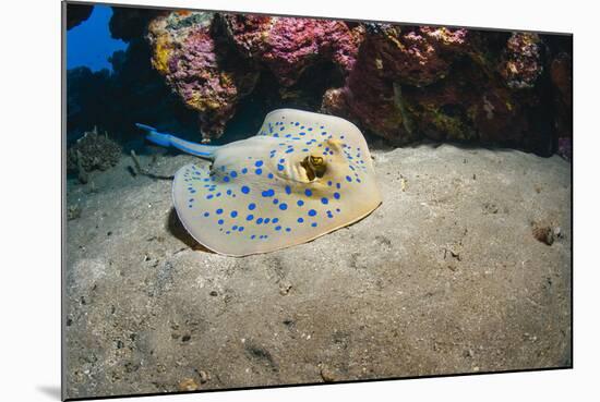 Bluespotted Stingray (Taeniura Lymma), Front Side View, Naama Bay-Mark Doherty-Mounted Photographic Print