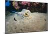 Bluespotted Stingray (Taeniura Lymma), Front Side View, Naama Bay-Mark Doherty-Mounted Photographic Print