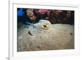 Bluespotted Stingray (Taeniura Lymma), Front Side View, Naama Bay-Mark Doherty-Framed Photographic Print