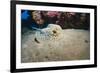 Bluespotted Stingray (Taeniura Lymma), Front Side View, Naama Bay-Mark Doherty-Framed Photographic Print