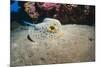Bluespotted Stingray (Taeniura Lymma), Front Side View, Naama Bay-Mark Doherty-Mounted Photographic Print