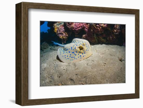 Bluespotted Stingray (Taeniura Lymma), Front Side View, Naama Bay-Mark Doherty-Framed Photographic Print