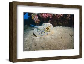 Bluespotted Stingray (Taeniura Lymma), Front Side View, Naama Bay-Mark Doherty-Framed Photographic Print