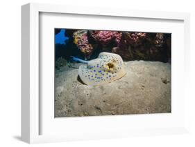 Bluespotted Stingray (Taeniura Lymma), Front Side View, Naama Bay-Mark Doherty-Framed Photographic Print