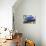 Bluest Bird-Ric Stultz-Stretched Canvas displayed on a wall