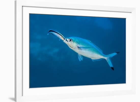 Bluestreak cleaner wrasse cleaning a Red Sea fusilier, Sha'ab Mahmud, Egypt. Red Sea-Alex Mustard-Framed Photographic Print