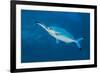 Bluestreak cleaner wrasse cleaning a Red Sea fusilier, Sha'ab Mahmud, Egypt. Red Sea-Alex Mustard-Framed Photographic Print