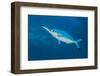 Bluestreak cleaner wrasse cleaning a Red Sea fusilier, Sha'ab Mahmud, Egypt. Red Sea-Alex Mustard-Framed Photographic Print