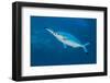 Bluestreak cleaner wrasse cleaning a Red Sea fusilier, Sha'ab Mahmud, Egypt. Red Sea-Alex Mustard-Framed Photographic Print