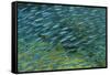 Bluestreak Fusilier (Pterocaesio tile) adults-Colin Marshall-Framed Stretched Canvas